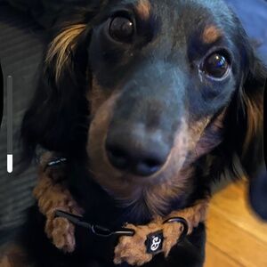 Lucy &Co furr small dog collar (New no tags)